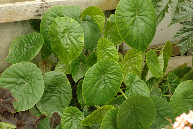 B. nelumbiifolia